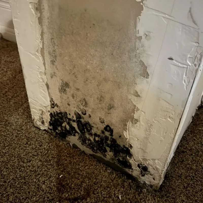 Professional Mold Removal in Raymond, MS